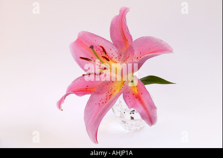 Stargazer lily Lilium Star Gazer in crystal vase Stock Photo