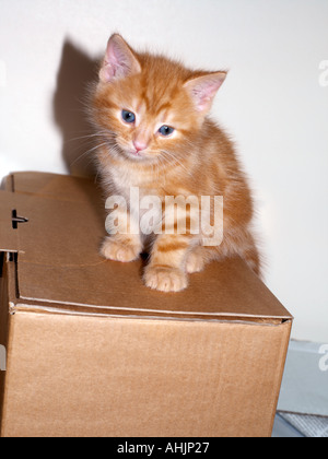 Eight Week Old Ginger Kitten Stock Photo