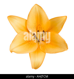 Orange lily Stock Photo