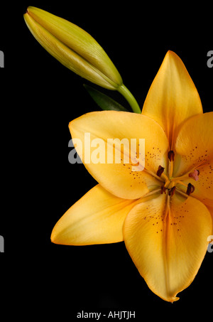 Orange lily Stock Photo