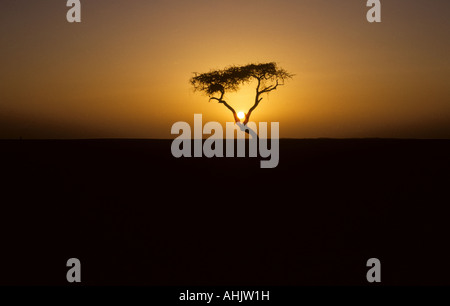 L Arbre du Ténéré the tree of the Ténéré desert Niger Africa Stock Photo