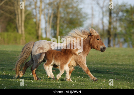 Mini Shetlandpony with foal on meadow Stock Photo