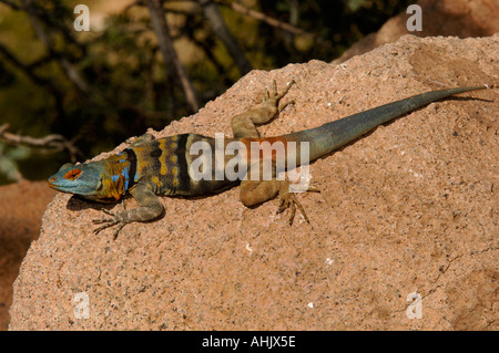 Blue Rock Lizard Petrosaurus thalassinus Photographed in Arizona USA Stock Photo