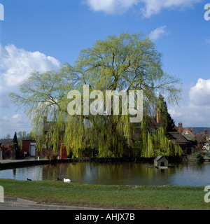 Willow tree in fresh spring green foliage by village pond at Otford, Kent, England, UK Stock Photo