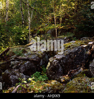 Canadian Sheild forest in summer in Whiteshell Provincial Park, Manitoba, Canada. Birch trees on large boulders. Stock Photo