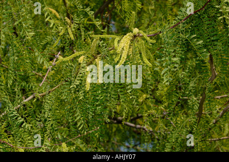 Honey Mesquite Prosopis glandulosa Photographed in Arizona USA Stock Photo