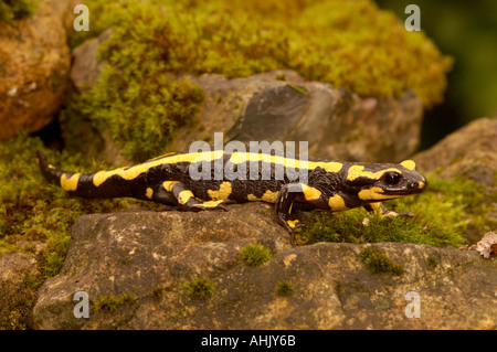 Fire Salamander Salamandra salamandra photographed in France Stock Photo