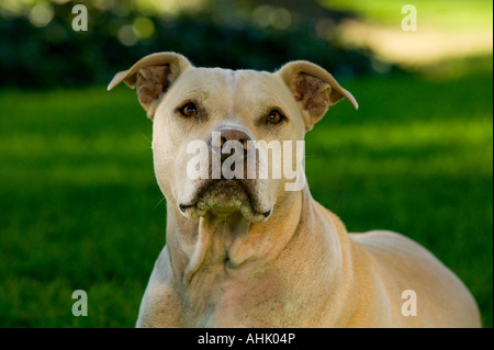 Pit Bull Terrier Stock Photo