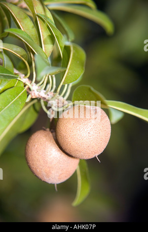 Ripe chikoo berries from Goa, India. Chiko tree is native of Mexico but ...