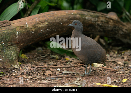 Undulated tinamou Crypturellus undulatus Brazil Stock Photo