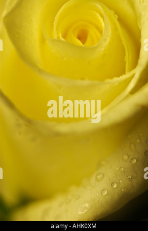 Close up of a yellow rose with water droplets on its petals Stock Photo