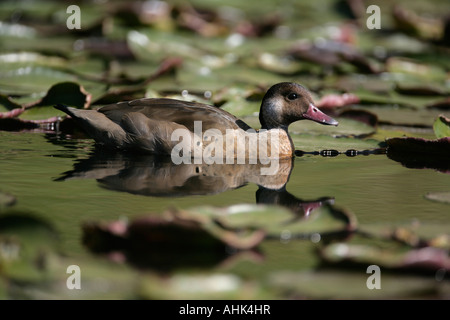 White cheeked pintail Anas bahamensis Brazil Stock Photo