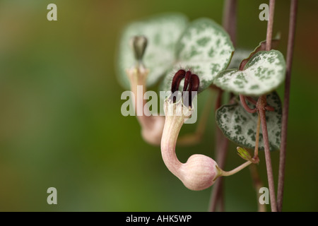 Rosary vine or String of Hearts, Ceropegia woodii flower Stock Photo