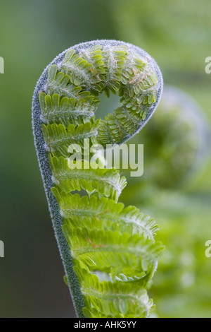 Shuttlecock fern Matteucia struthiopteris unfurling frond Stock Photo