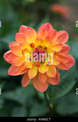 Dahlia Pam Howden Stock Photo