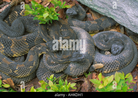Timber Rattlesnakes (Crotalus horridus)Pennsylvania Stock Photo