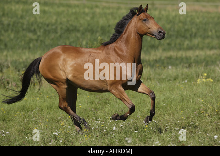 Hungarian Warmblood horse - galloping on meadow Stock Photo