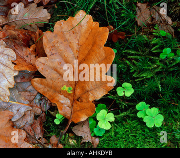 Oak leaves in autumn brown after rain lie on a mossy rock next to some brightly colourful four leaf clover in the english lakes Stock Photo