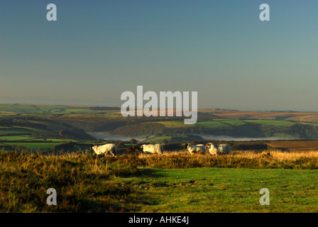 A flock of sheep in the early morning light over moorland near Dunkery on Exmoor Stock Photo