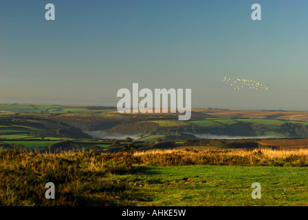 A flock of birds take flight in the early morning light over moorland near Dunkery on Exmoor Stock Photo
