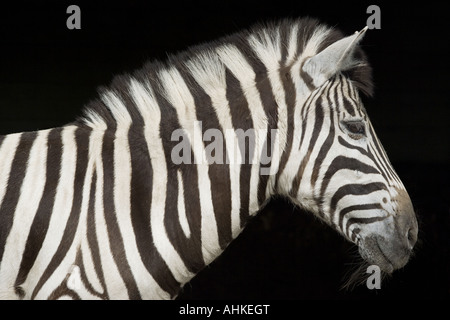 Chapman's zebra - portrait Stock Photo