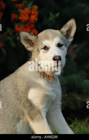 Alaskan Malamute puppy - sitting on meadow Stock Photo