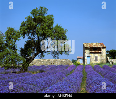 FR - ALPES-DE-HAUTE-PROVENCE:  Lavender Field on Plateau de Valensole near Puimoisson Stock Photo