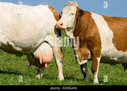 two cows on pasture Kirchbichl Upper Bavaria Germany Europe Stock Photo