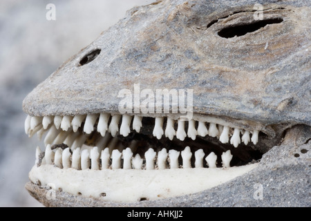 Ecuador Galapagos Islands Skeletal remains of Marine Iguana ...