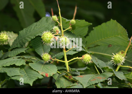 Young Horse Chestnuts on the tree in July. Stock Photo