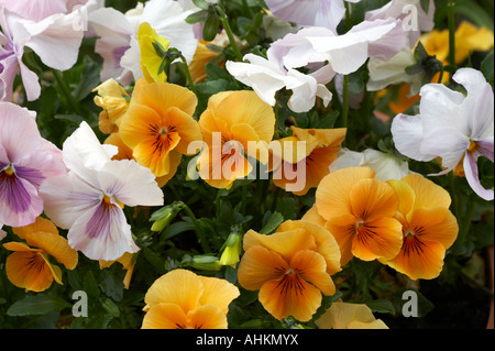 Winter Pansies Stock Photo
