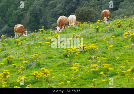 Common Ragwort, Senecio jacobae, in a field grazed by beef cattle Stock Photo