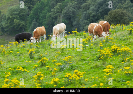Common Ragwort, Senecio jacobae, in a field grazed by beef cattle Stock Photo