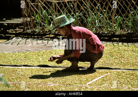 Indonesia Bali Gitgit spice farming drying cloves Stock Photo