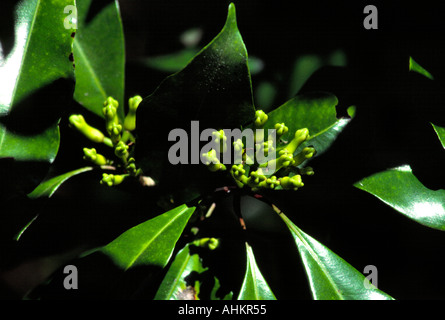 Indonesia Bali Gitgit cloves growing on a bush Stock Photo