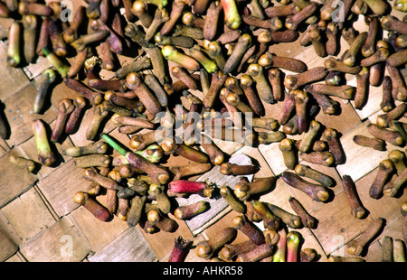 Indonesia Bali Gitgit drying cloves close up Stock Photo