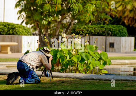 Photographer taking picture of the lotus flowers in pond at Balboa Park San Diego California USA Stock Photo