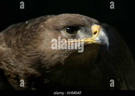 Portrait of Common Buzzard, Buteo, against black background Stock Photo