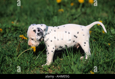 junger Dalmatiner an Löwenzahn Blüte schnüffelnd auf Wiese young dalmatian dog in grassland sniffling on dandelion Stock Photo