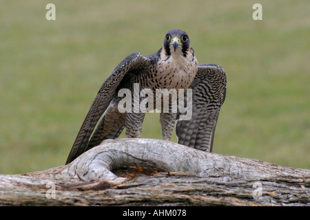 Peregrine Falcon on ground with wings slightly spread Stock Photo