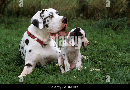 Deutsche Dogge Alt ung Jungtier auf einer Wiese great dane couple young and old in grassland Stock Photo