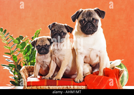 pug and two puppies sitting on dog sofa Stock Photo