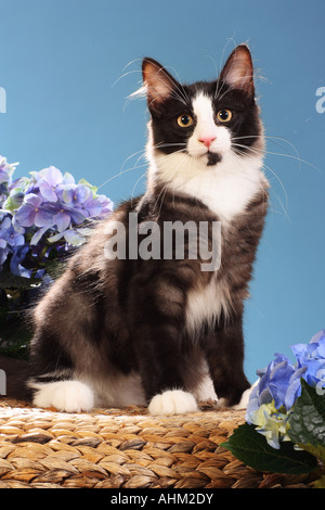 Norwegian Forest cat - sitting in front of flowers Stock Photo