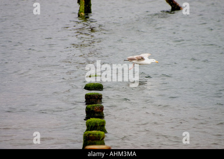seagull at teignmouth Stock Photo