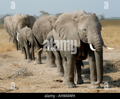 Elephant family group of females and calves in line in Amboseli National Park Kenya East Africa Stock Photo