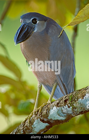 Boat-billed Heron (Cochlearius cochlearius) Stock Photo