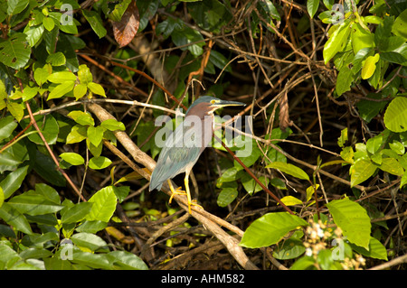 Green-backed Green Heron (Butorides striatus virescens) Stock Photo