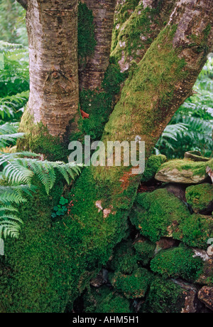 A lovely beech tree and a dry stone wall in Cumbria England Stock Photo
