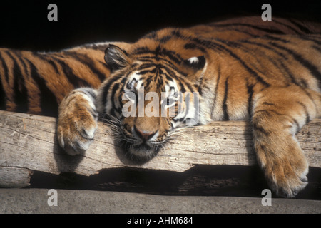 Bengal Tiger Stock Photo