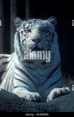 White Bengal Tiger Stock Photo